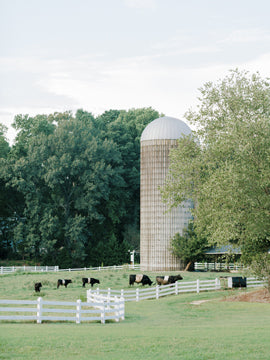 A peaceful rural scene with a tall silo, grazing black cows, white fences, green grass, and large leafy trees in the background under a partly cloudy sky.