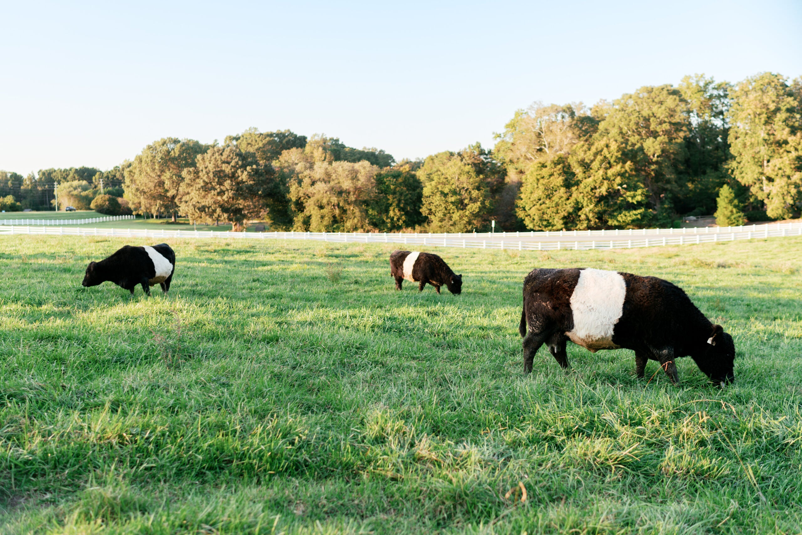 Three black and white Belted Galloway cows graze in a green grassy field with trees and a white fence in the background under a clear sky.