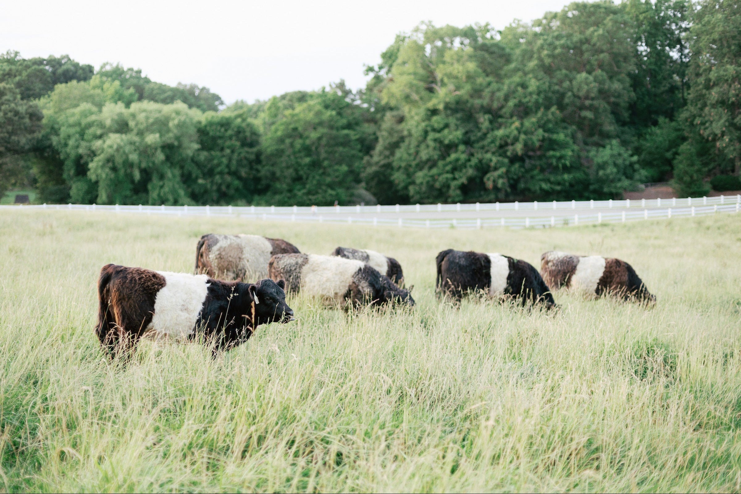 A group of Belted Galloway cows with distinctive black and white bands graze in a grassy field, with trees and a white fence in the background.