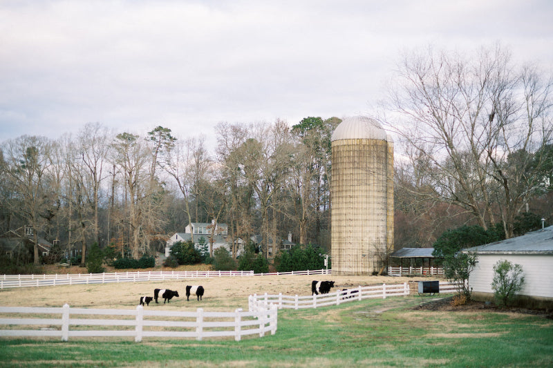Farm with silo, white fence, and grazing cows