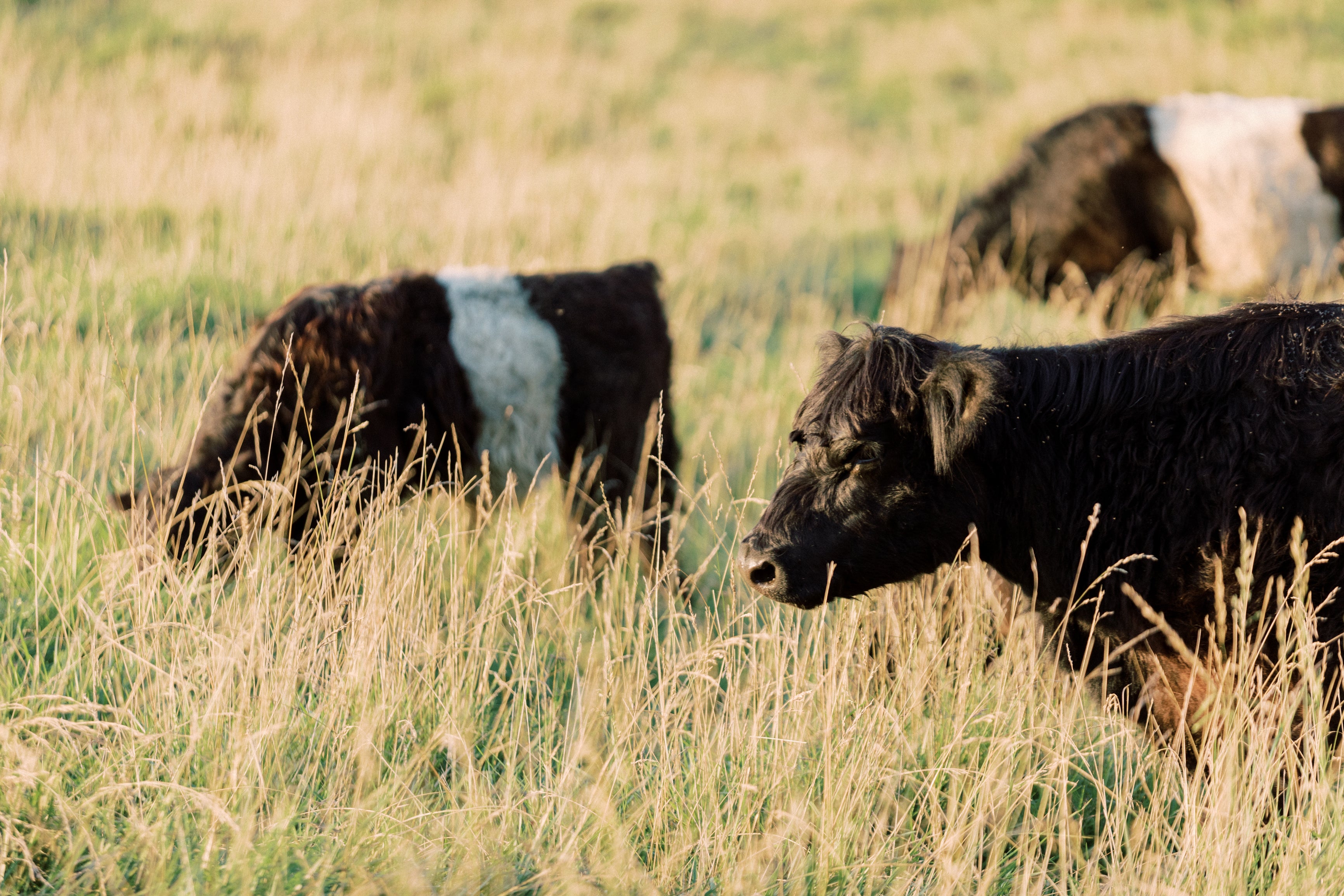 Two black cows with white bands around their middles graze in a sunlit field of tall grass. The scene is peaceful, with soft golden light illuminating the landscape.