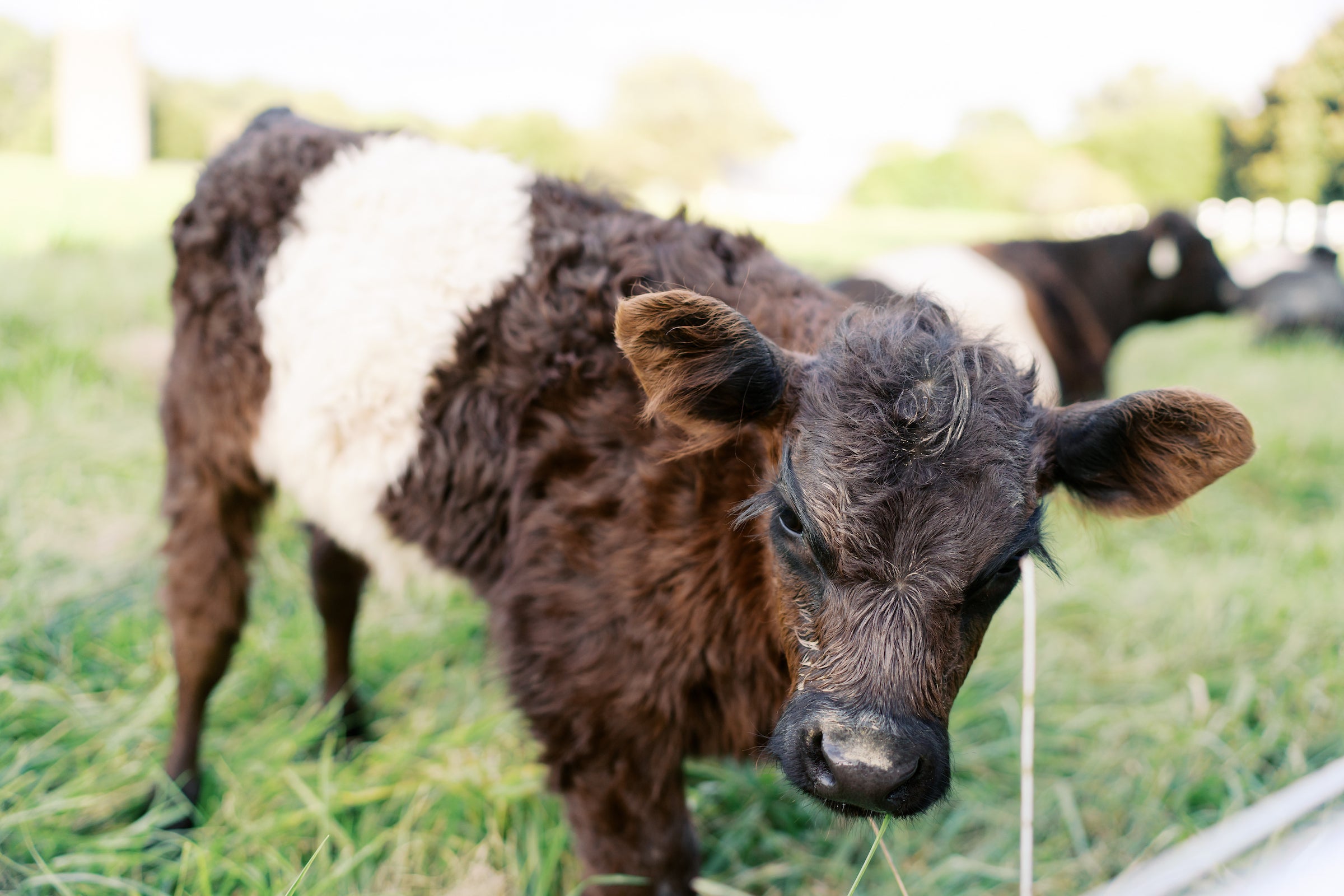 A close-up of a Belted Galloway calf with shaggy dark fur and a distinctive white band around its middle, standing on green grass in a sunny pasture. Another cow is blurred in the background.