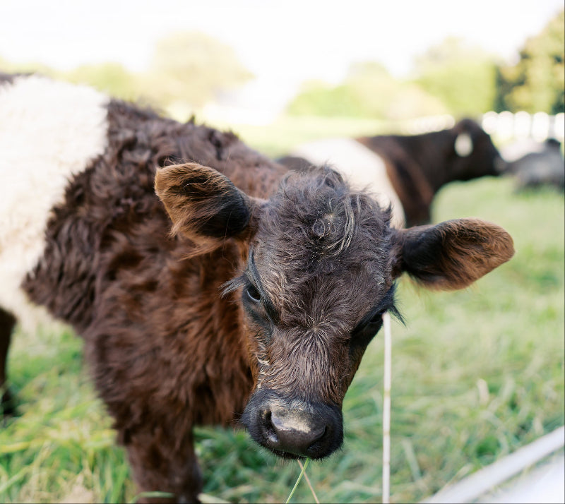 A close-up of a brown and white cow with curly fur standing in a grassy field, looking toward the camera. Another cow is visible in the blurred background.
