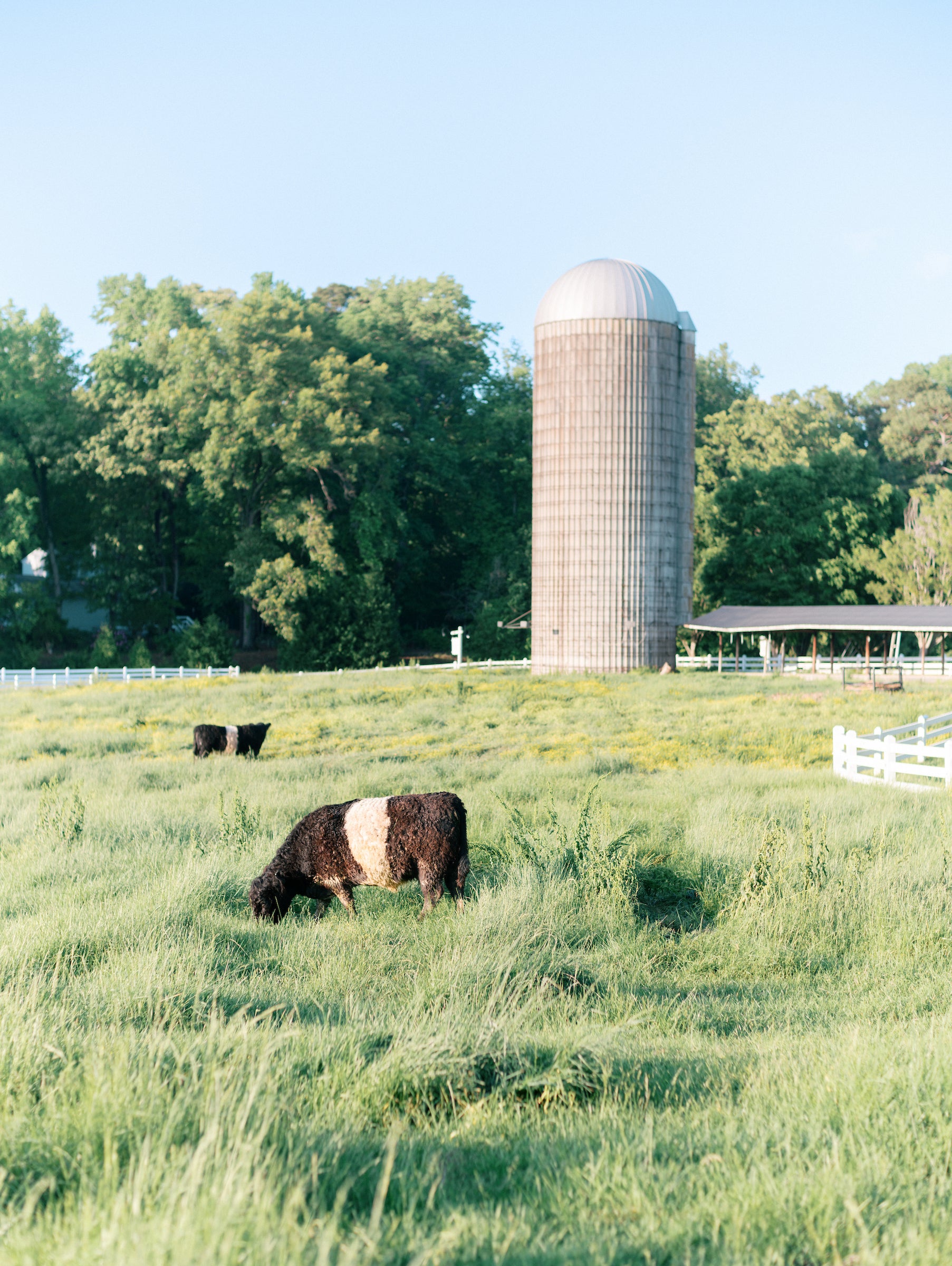 Cows graze in a green field with a tall, cylindrical silo in the background. Trees, a white fence, and a small structure are visible under a clear, blue sky.