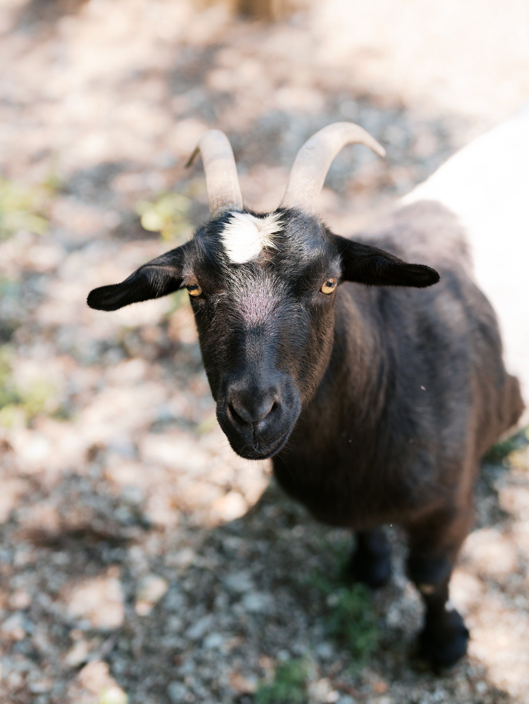 A black goat with curved horns and a white tuft on its forehead stands on a rocky, sunlit ground, looking up at the camera.