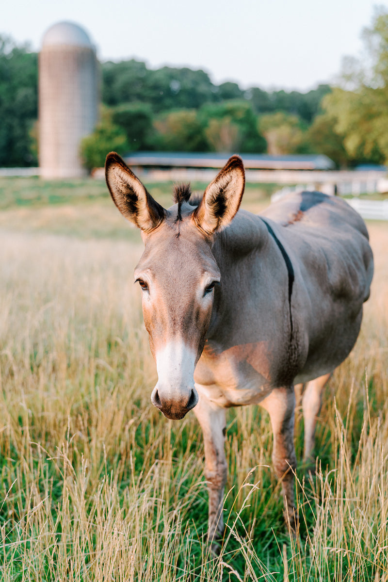 A donkey stands in a grassy field with a blurred silo and trees in the background on a sunny day.