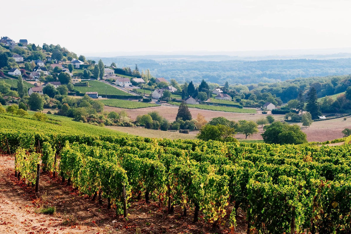 Vineyards stretch across hills in the Loire Valley beneath a bright sky, inspiring FEARRINGTON VILLAGE’s Wine Class: Spring in the Loire Valley—experience wines from this scenic region dotted with houses and trees.