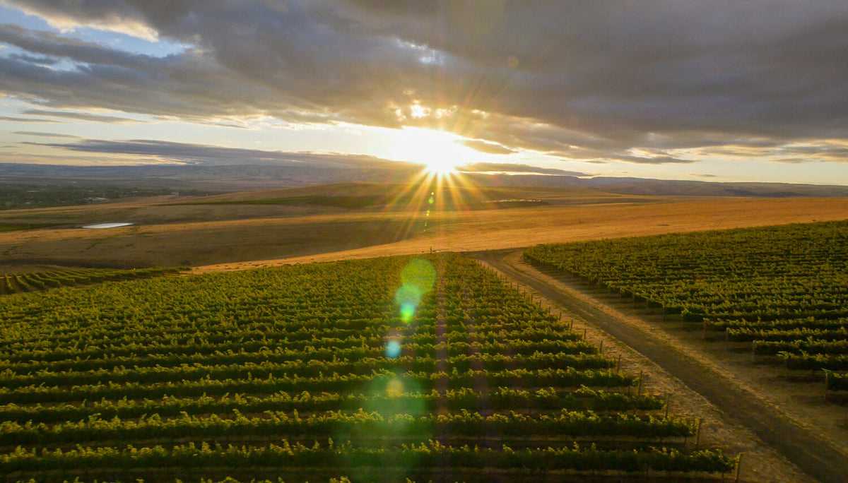 Aerial view of Washington vineyards at sunset, with rows of grapevines aglow, as featured in FEARRINGTON VILLAGE’s "Wine Class: Sun, Soil, and Slopes – The Washington Wine Story.