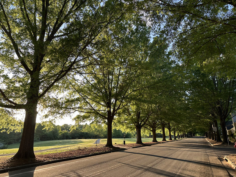 A tree-lined street bathed in sunlight, with large, leafy trees casting shadows across the road and a grassy field to the left under a clear blue sky.
