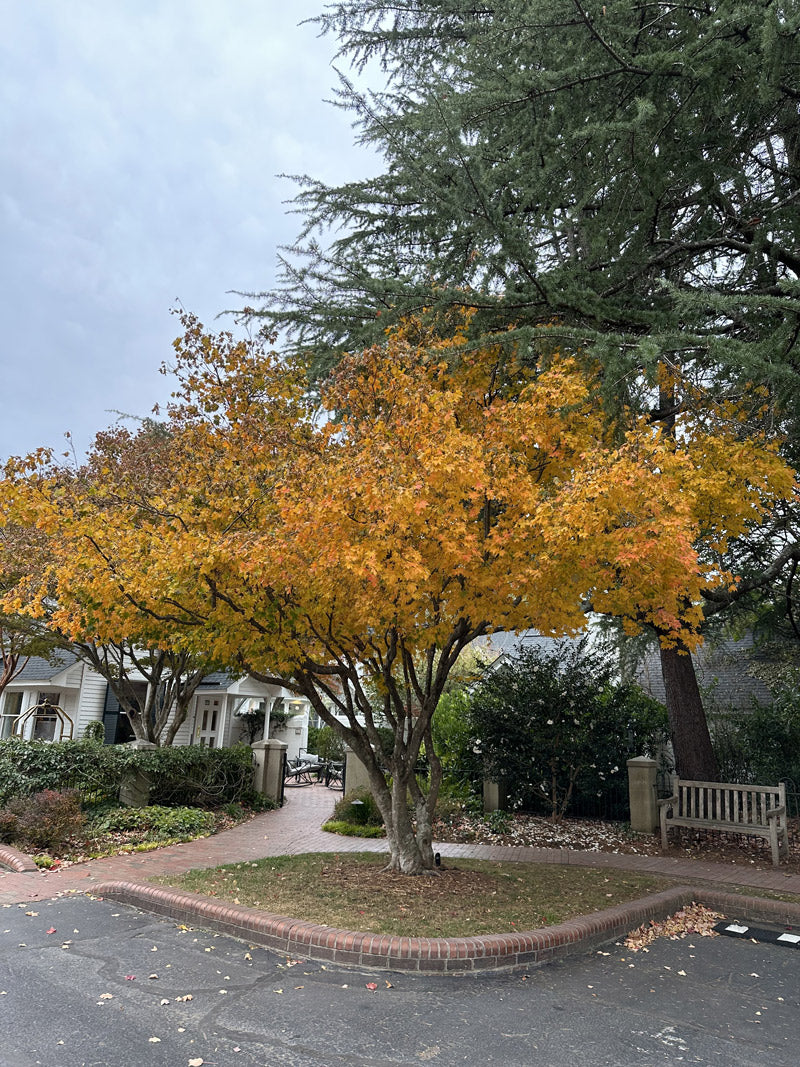 A small tree with bright orange and yellow autumn leaves stands on a grassy island surrounded by a brick border at a quiet neighborhood intersection, with houses and large evergreens in the background.