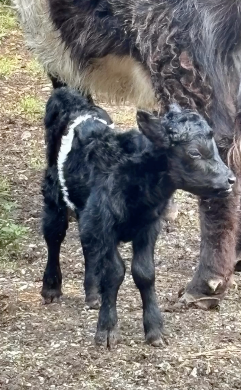 A black calf with a distinctive white stripe around its midsection stands on dirt ground beside an adult animal with shaggy brown fur.