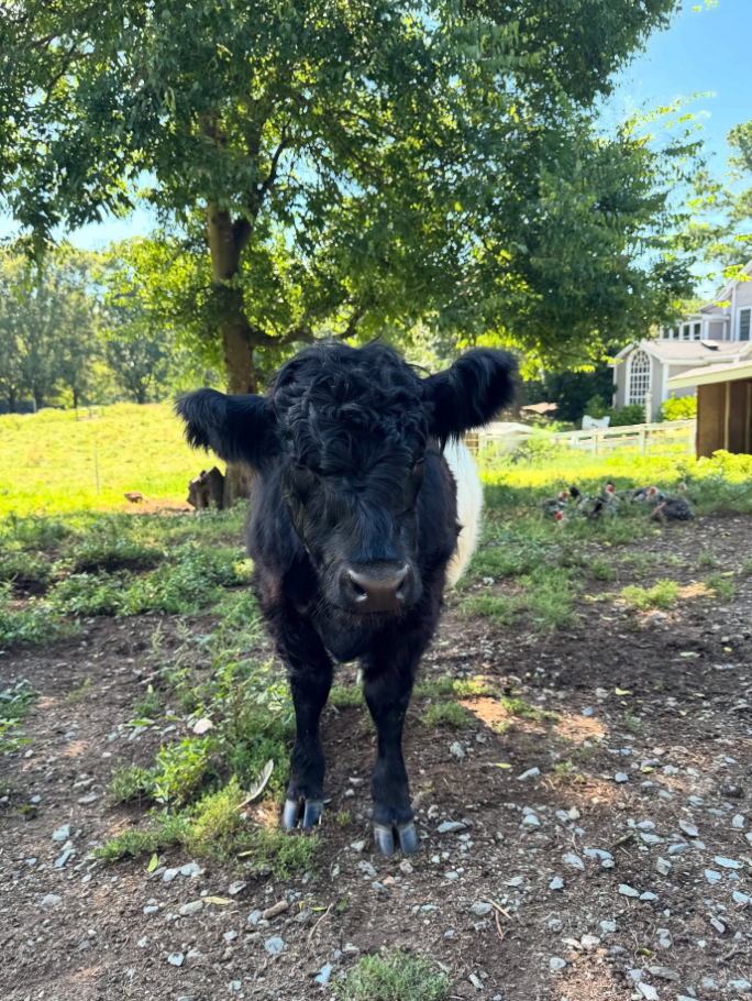 A black and white cow with curly hair stands on a dirt patch outdoors, facing the camera, with green grass, trees, and a white house in the background on a sunny day.