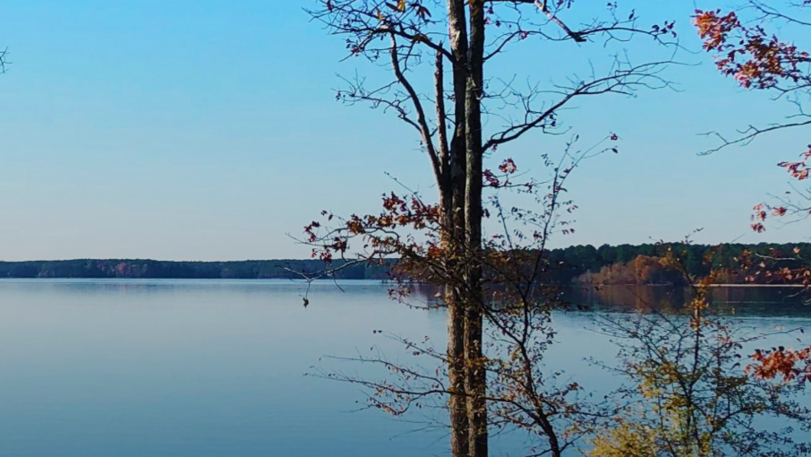 A calm lake with a clear blue sky, bordered by trees with autumn leaves. Two tall trees frame the foreground, and the distant shore is lined with forest.