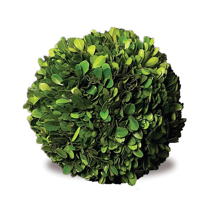 The NAPA HOME AND GARDEN - BOXWOOD BALL 6 brings the charm of real English boxwoods to your living room, displayed on a table with windows, a basket, books, and a red chair for stylish indoor decor.