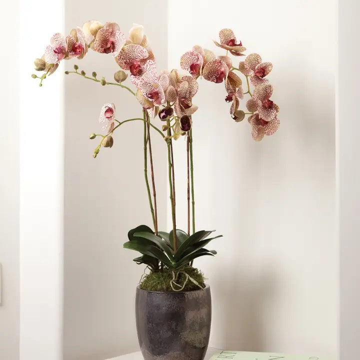 The NAPA HOME AND GARDEN Speckled Pink Phalaenopsis Orchid Drop In, 32”, features tall stems with pink and red-speckled blooms in a gray ceramic pot, offering maintenance-free orchid beauty for your space.