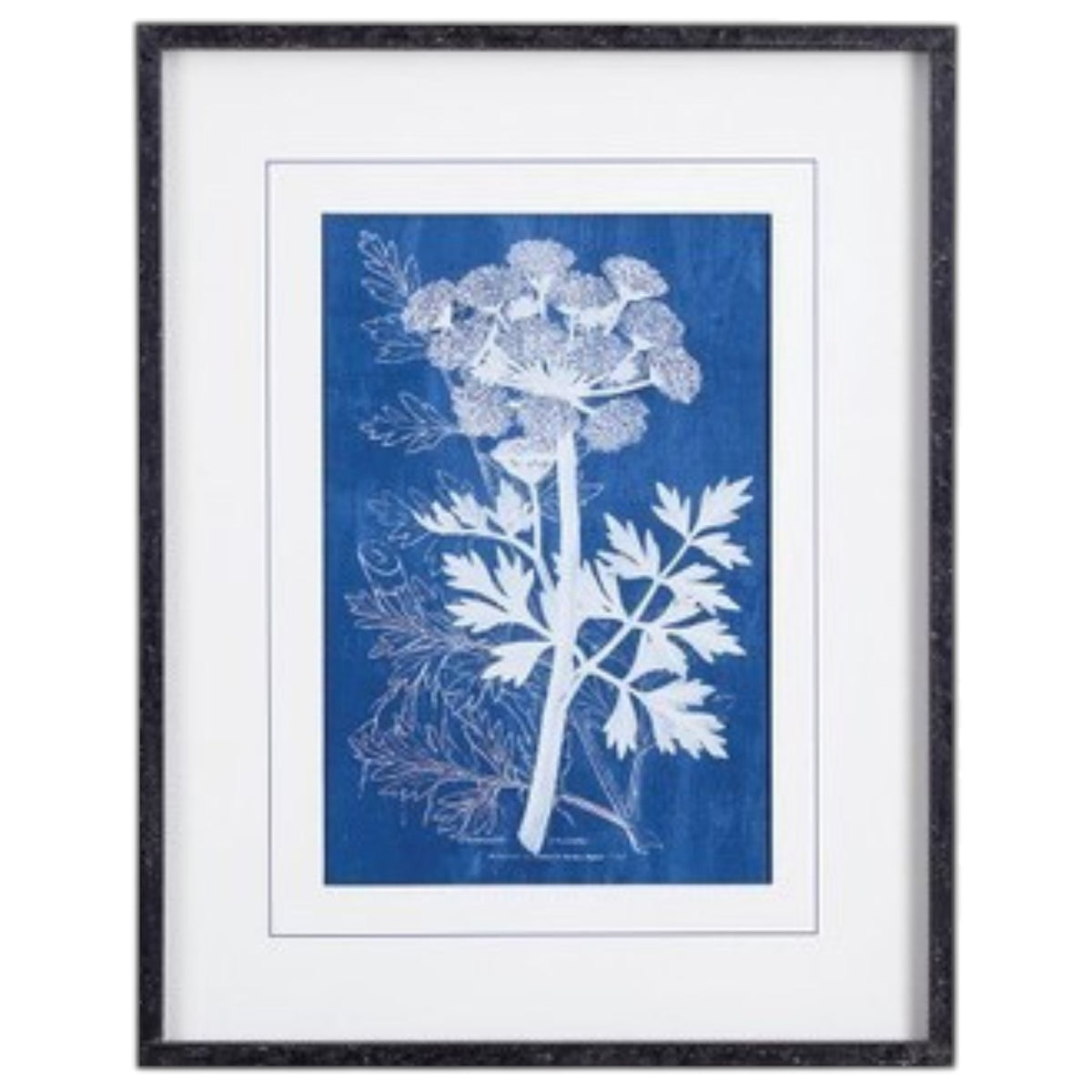 NAPA HOME AND GARDEN's Cyanotype Queen Anne Lace Prints: set of four framed botanical prints featuring white plant illustrations on blue backgrounds, arranged in a 2x2 grid with white mats and black frames.