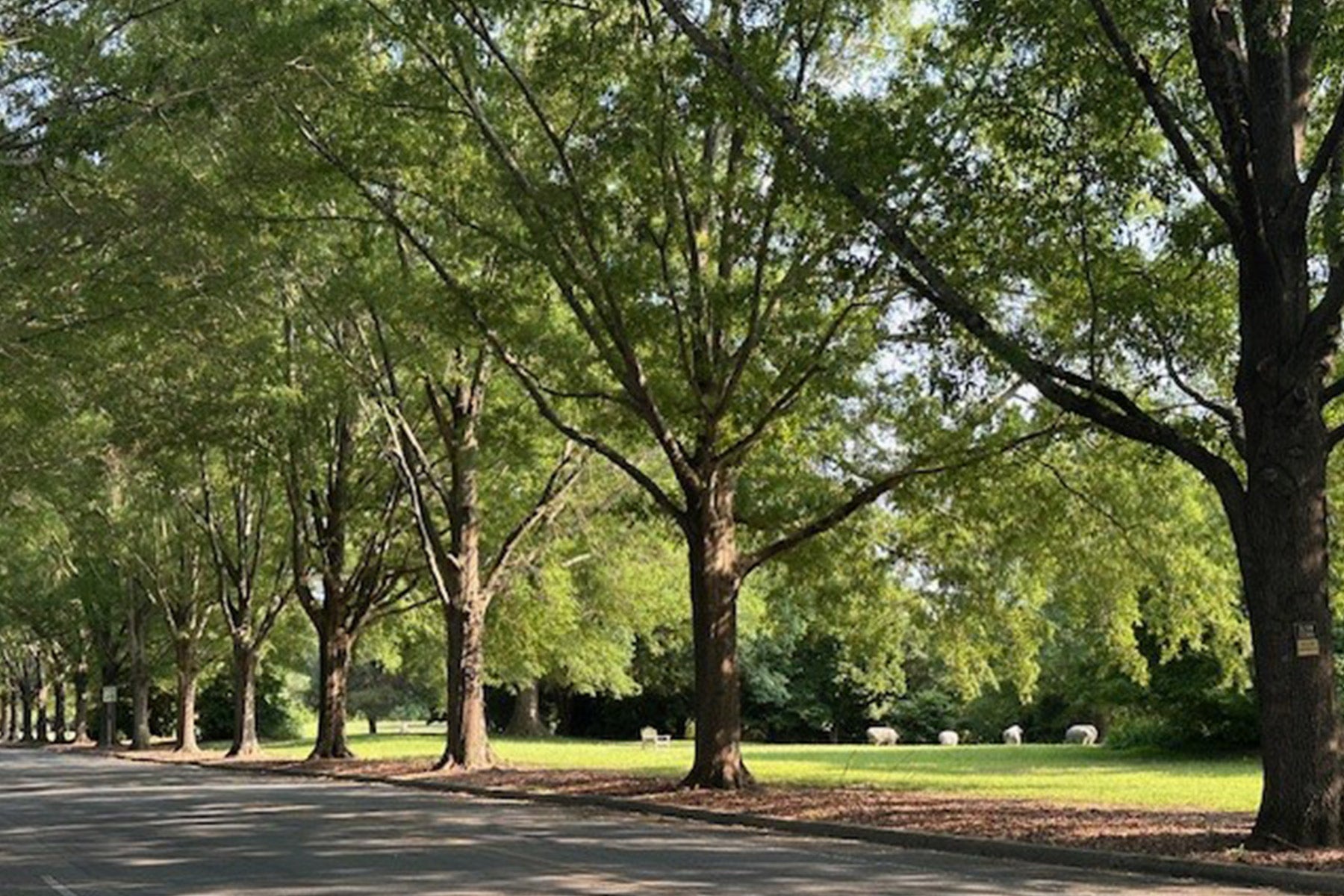 A tree-lined road runs alongside a grassy park, with sunlight filtering through the leaves. In the distance, several white sheep graze on the lawn beneath tall, leafy trees.