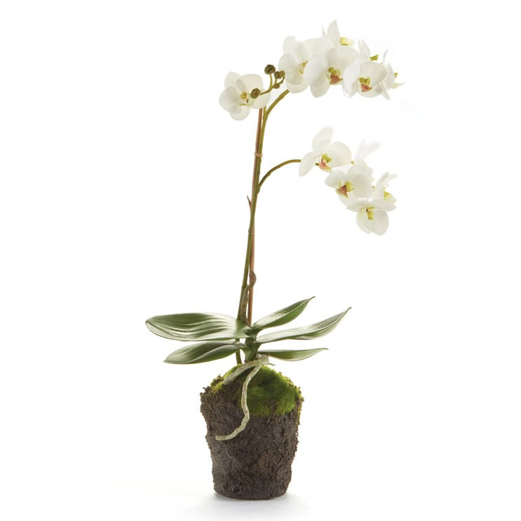 The PHALAENOPSIS ORCHID DROP IN 17 by NAPA HOME AND GARDEN features a white orchid plant with several blooms on a single thin stem, supported by lush green leaves at the base. Positioned against a plain white background, and rooted in a small mound of soil covered with green moss, it evokes the elegance of curated crafted contemporary no-maintenance art.
