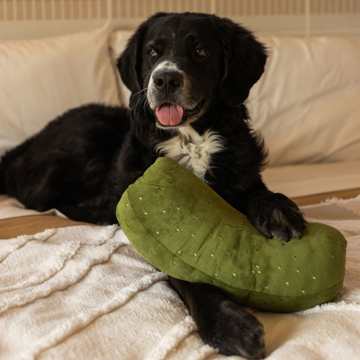 A black dog lies on a white textured blanket, holding the LAMBWOLF COLLECTIVE - GIANT PICKLE DOG TOY—a green, polka-dotted toy—under one paw, its tongue sticking out.