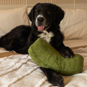 A black dog lies on a white textured blanket, holding the LAMBWOLF COLLECTIVE - GIANT PICKLE DOG TOY—a green, polka-dotted toy—under one paw, its tongue sticking out.