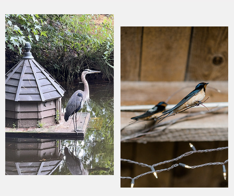 A heron stands on a dock by a small wooden structure over water, surrounded by greenery; next to it, two swallows perch on a wooden ledge above string lights, with a blurred wooden background.
