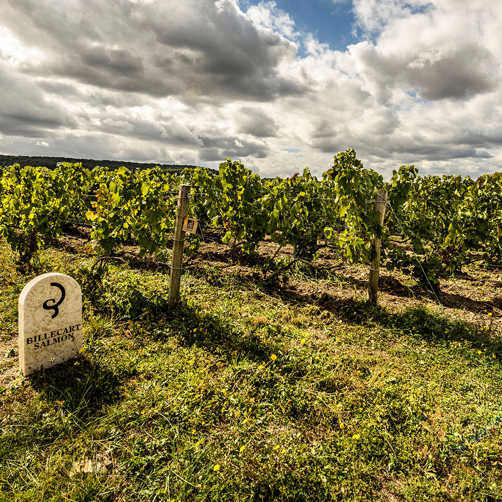 Under a partly cloudy sky, lush vineyards set the scene for FEARRINGTON VILLAGE’s Billecart-Salmon Champagne &amp; Caviar Dinner on December 11, 2025—an evening evoking elegance and serenity.