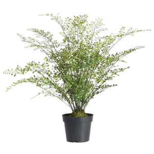 The NAPA HOME AND GARDEN - MAIDENHAIR FERN DROP IN, 30” features delicate green leaves and thin stems arranged in a white ceramic pot with moss, creating a realistic accent for any space.