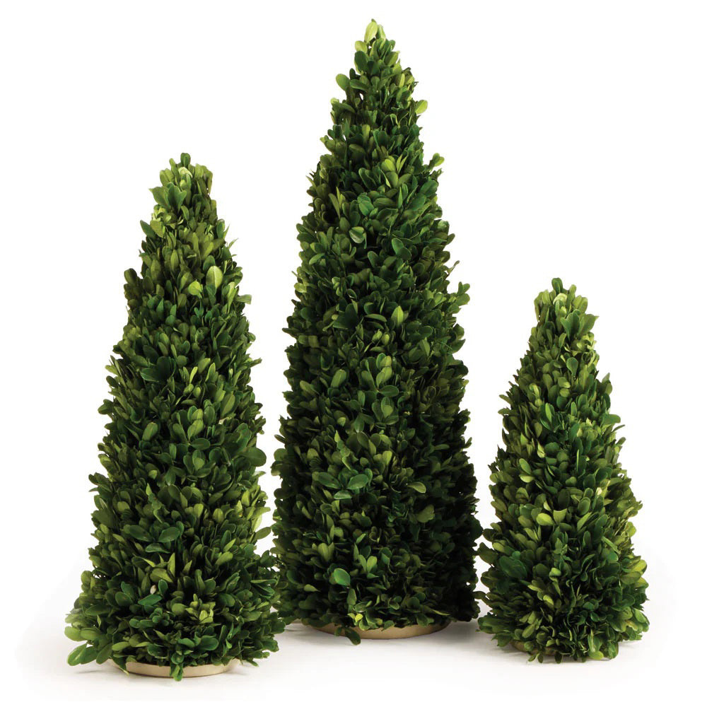 Displayed are three conical-shaped NAPA HOME AND GARDEN Boxwood Mini Trees with densely packed, vibrant green leaves on flat wooden bases, available for convenient in-store pickup to enhance any space.