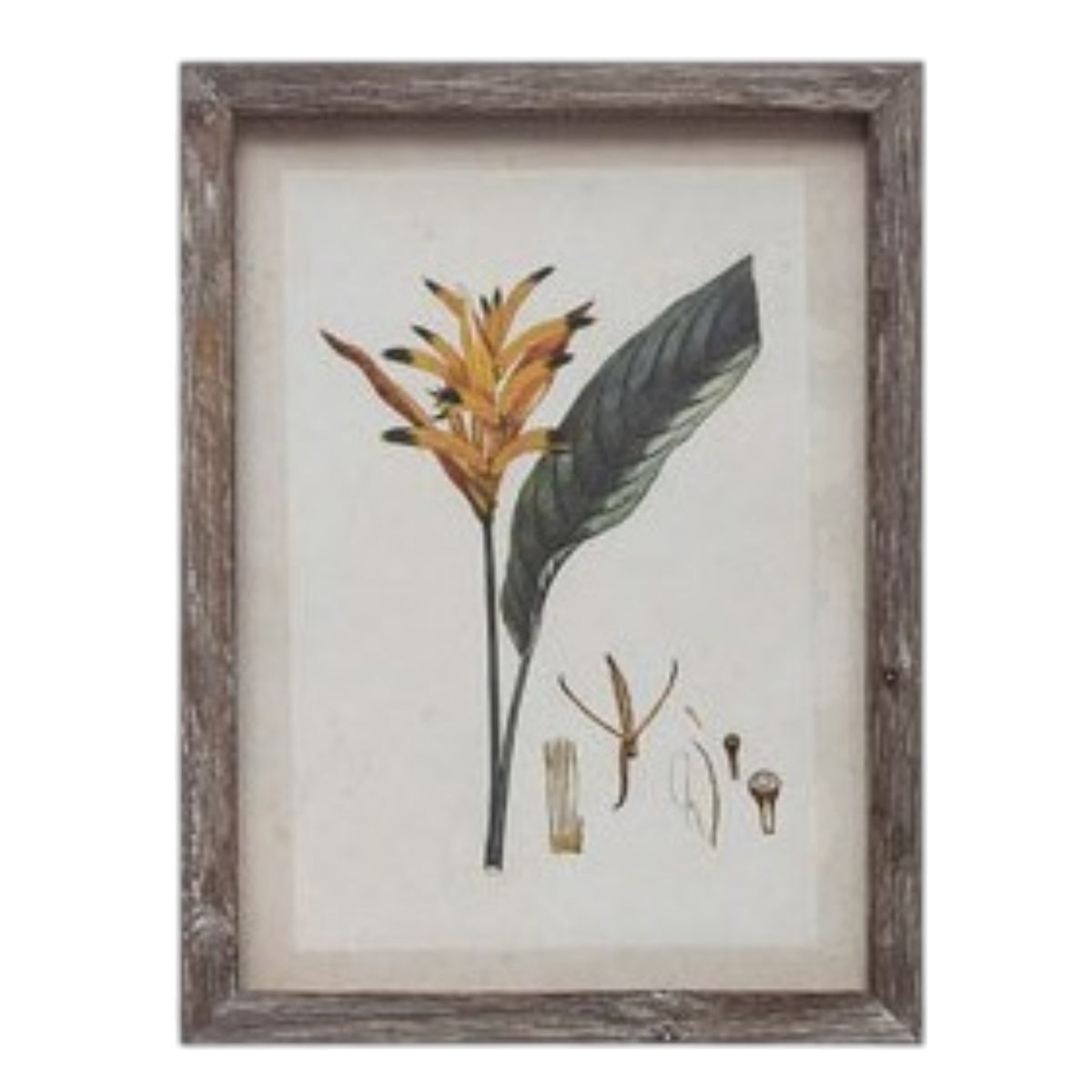 The CREATIVE COOP Wood-Framed Wall Art with Botanicals or Butterflies, Small, showcases a vintage botanical illustration of a yellow-orange flower and green leaves—timeless wall art displayed against a white background.