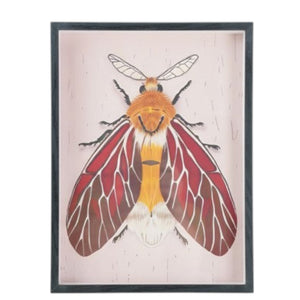 The CREATIVE COOP FRAMED ACRYLIC WALL ART, MOTHS features a vibrant moth with red and yellow wings, a yellow segmented body, and feathery antennae on a light background—ideal for botanical-themed décor.