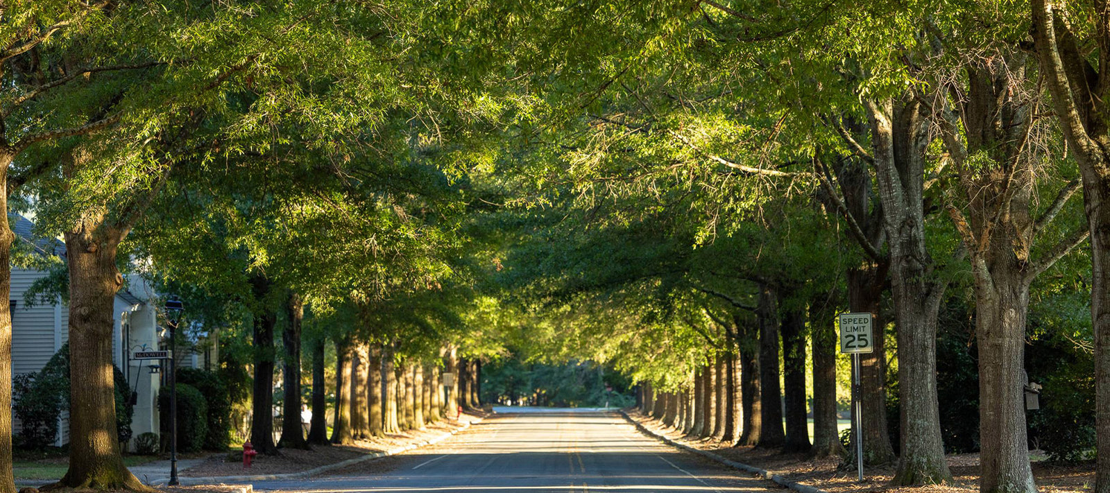 A quiet, sunlit street lined with large, leafy trees on both sides, forming a green canopy over the road. A “Speed Limit 25” sign is visible on the right, and houses are partially seen on the left.