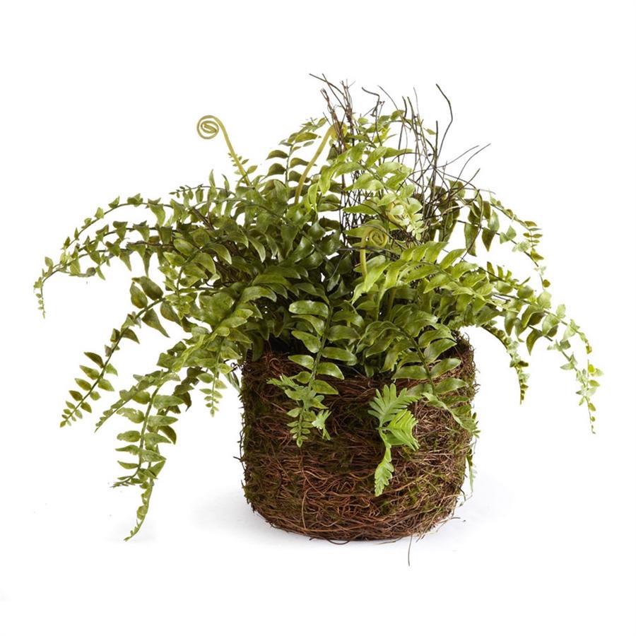 The DROP IN RUSTIC BOSTON FERN by NAPA HOME AND GARDEN features a healthy and vibrant lush green fern plant, boasting long, arching fronds and curly tendrils emerging from the center. It is elegantly potted in a round basket made of carefully crafted, intertwined natural materials, providing a rustic and earthy appearance.