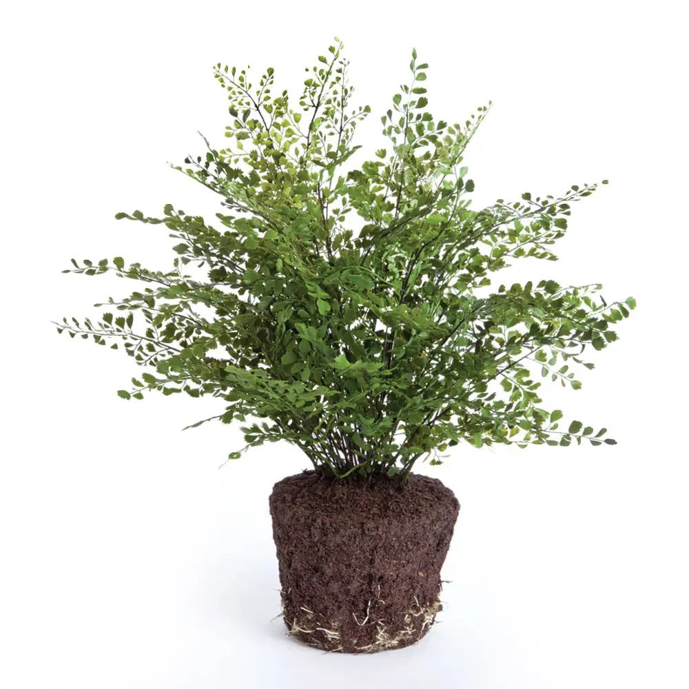 The NAPA HOME AND GARDEN - MAIDENHAIR DROP-IN 23" features lush green leaves and delicate fronds in a round soil root ball, ideal for low-light areas. The visible roots enhance its appeal as seasonal décor against a simple white background.