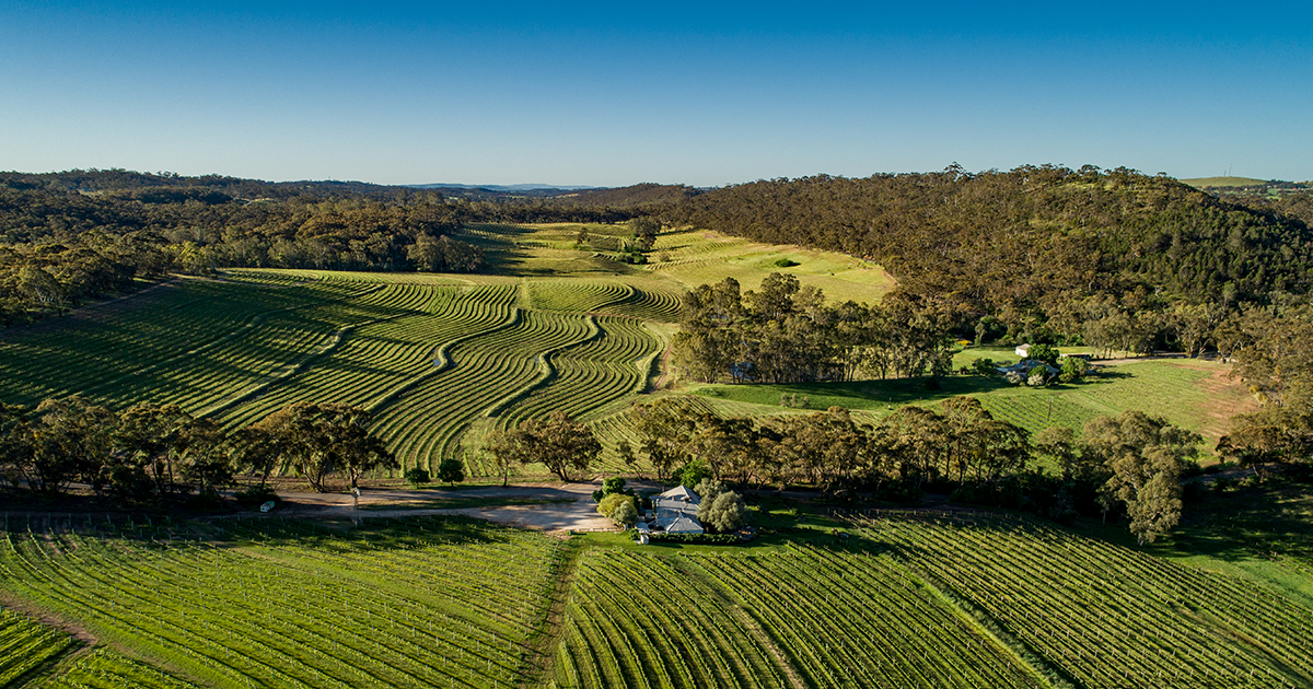 A large tree stands in the foreground with rows of grapevines and rolling hills basking in clear sunlight, capturing the idyllic scenery that inspires FEARRINGTON VILLAGE’s Wine Class: High & Dry - Clare Valley Wines.