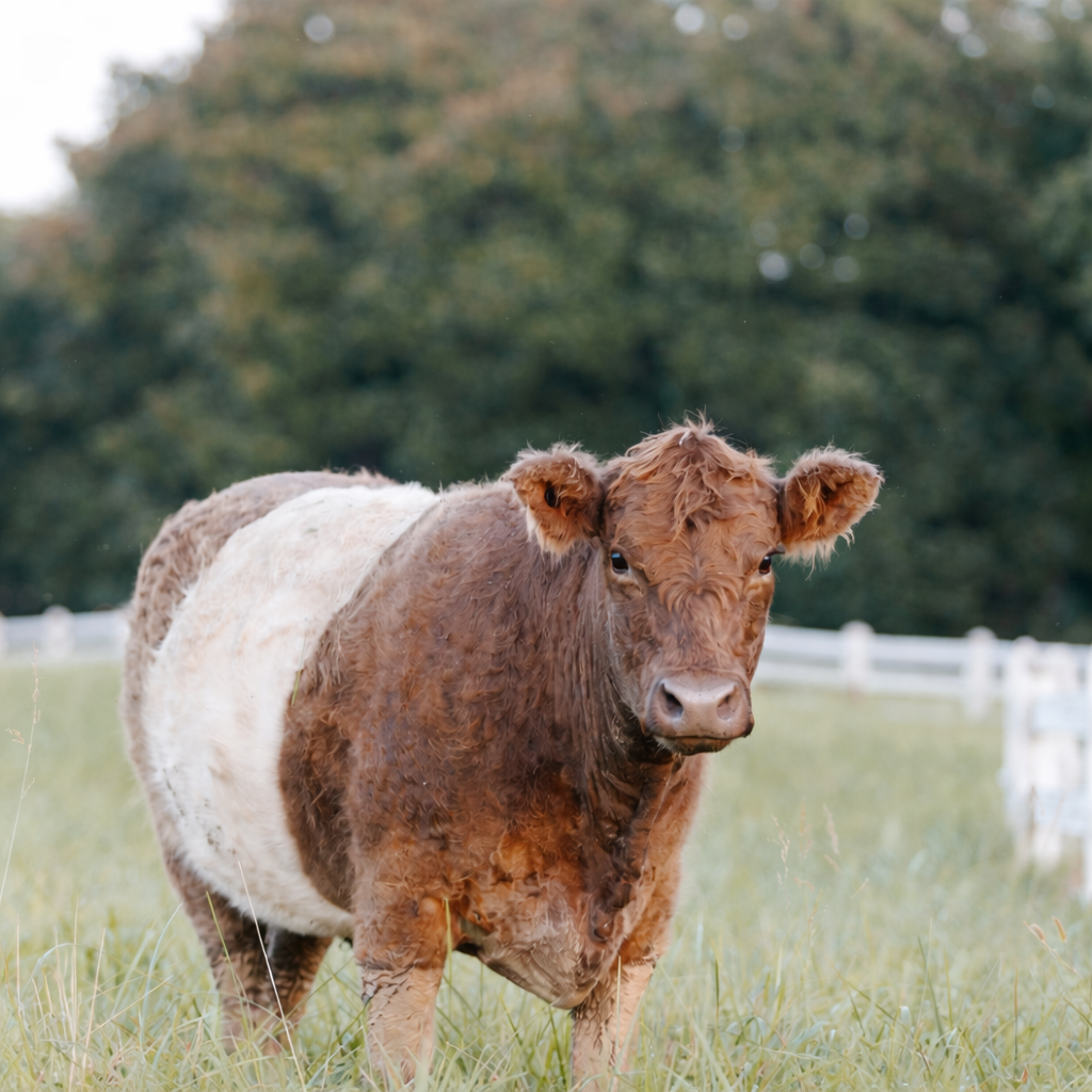 A brown and white cow stands by the iconic white fence at Fearrington Village, creating a peaceful scene that’s perfect for celebrating with the Easter Takeout for Two—pickup on Saturday, April 4.