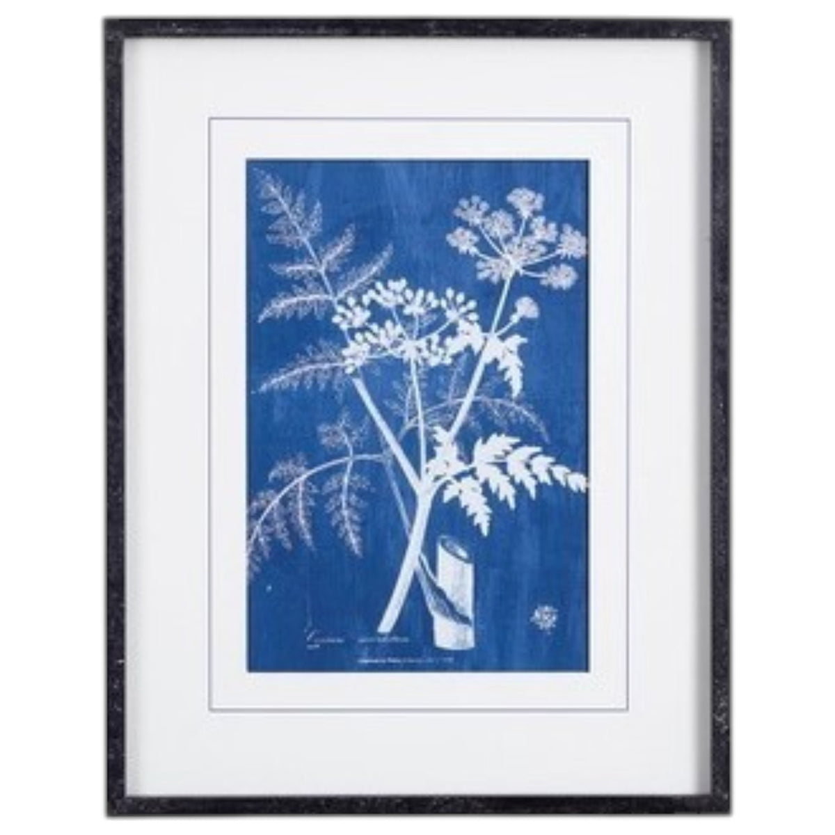 NAPA HOME AND GARDEN's Cyanotype Queen Anne Lace Prints: set of four framed botanical prints featuring white plant illustrations on blue backgrounds, arranged in a 2x2 grid with white mats and black frames.
