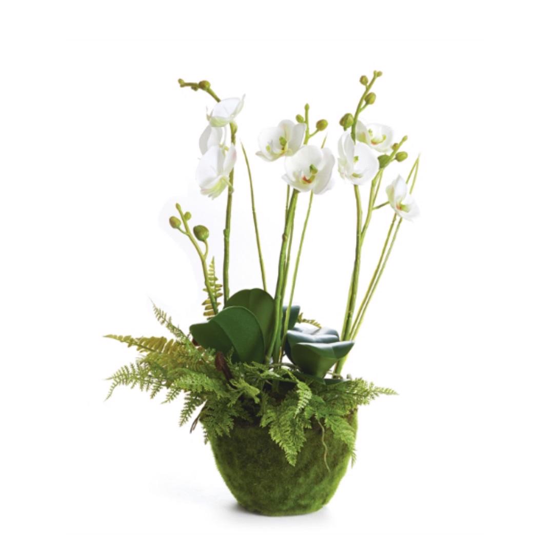 The NAPA HOME AND GARDEN Phalaenopsis and Fern Drop-In 18" features tall white orchids with green stems and leaves, surrounded by lush greenery and ferns in a moss-covered pot, set against a pristine white background.