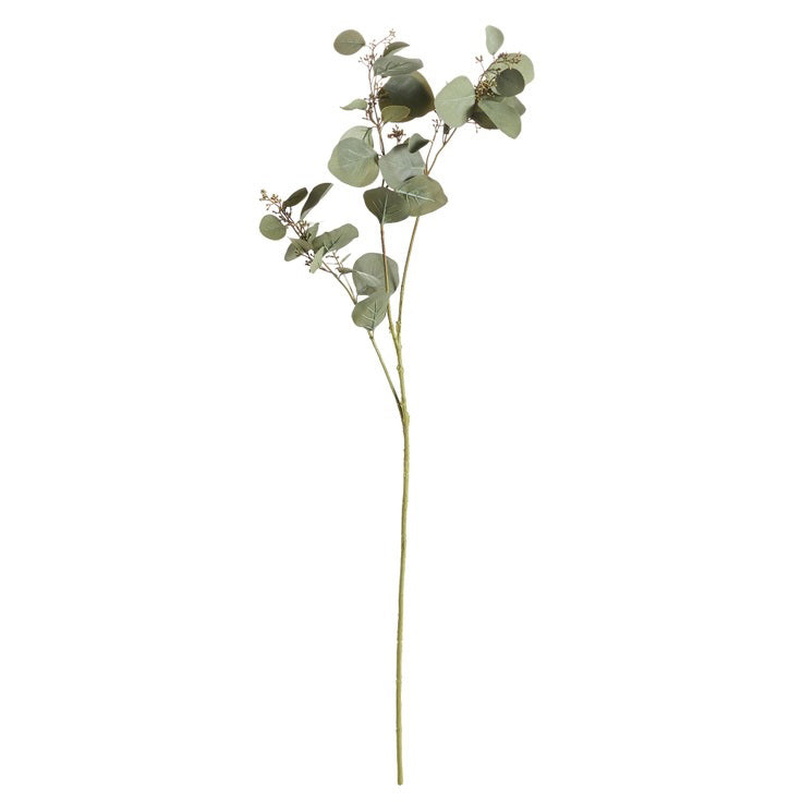 The NAPA HOME AND GARDEN - SILVER DOLLAR EUCALYPTUS features a single stem with green, round leaves and small white buds at the top against a white background, ideal for home decor enhancement.