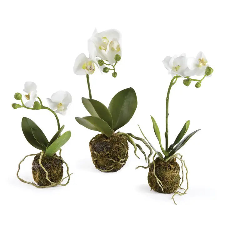 Three small PHALAENOPSIS ORCHID DROP IN plants by NAPA HOME AND GARDEN are displayed with their roots wrapped in a crafted root ball. The orchids have delicate white petals and green buds on slender stems. The moss balls give them a natural, rustic appearance, making them a beautiful no-maintenance art piece.