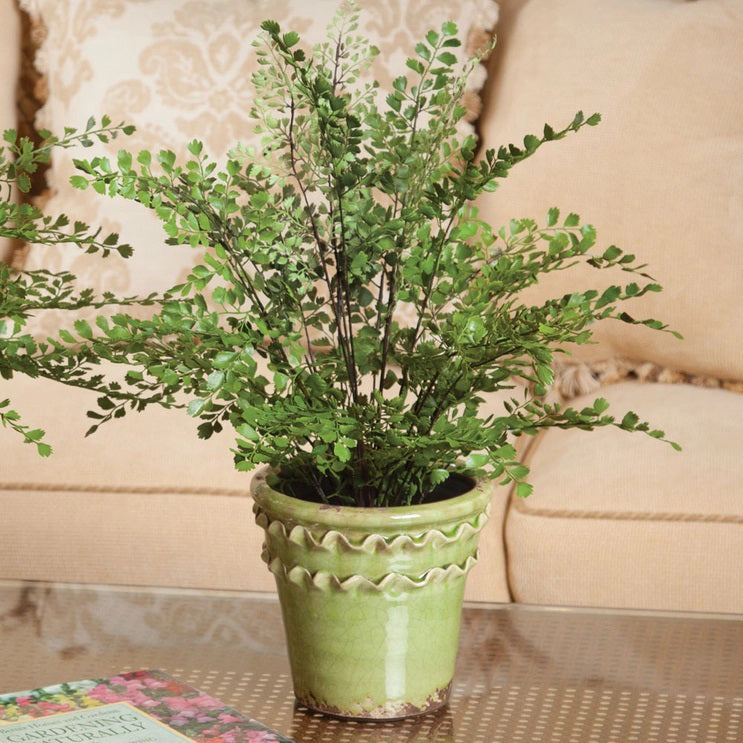 The NAPA HOME AND GARDEN - MAIDENHAIR DROP IN 18 features realistic greens and lush fronds with exposed roots in dark soil, enhancing home beauty against a white background.