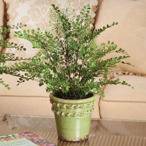 The NAPA HOME AND GARDEN - MAIDENHAIR DROP IN 18 features realistic greens and lush fronds with exposed roots in dark soil, enhancing home beauty against a white background.