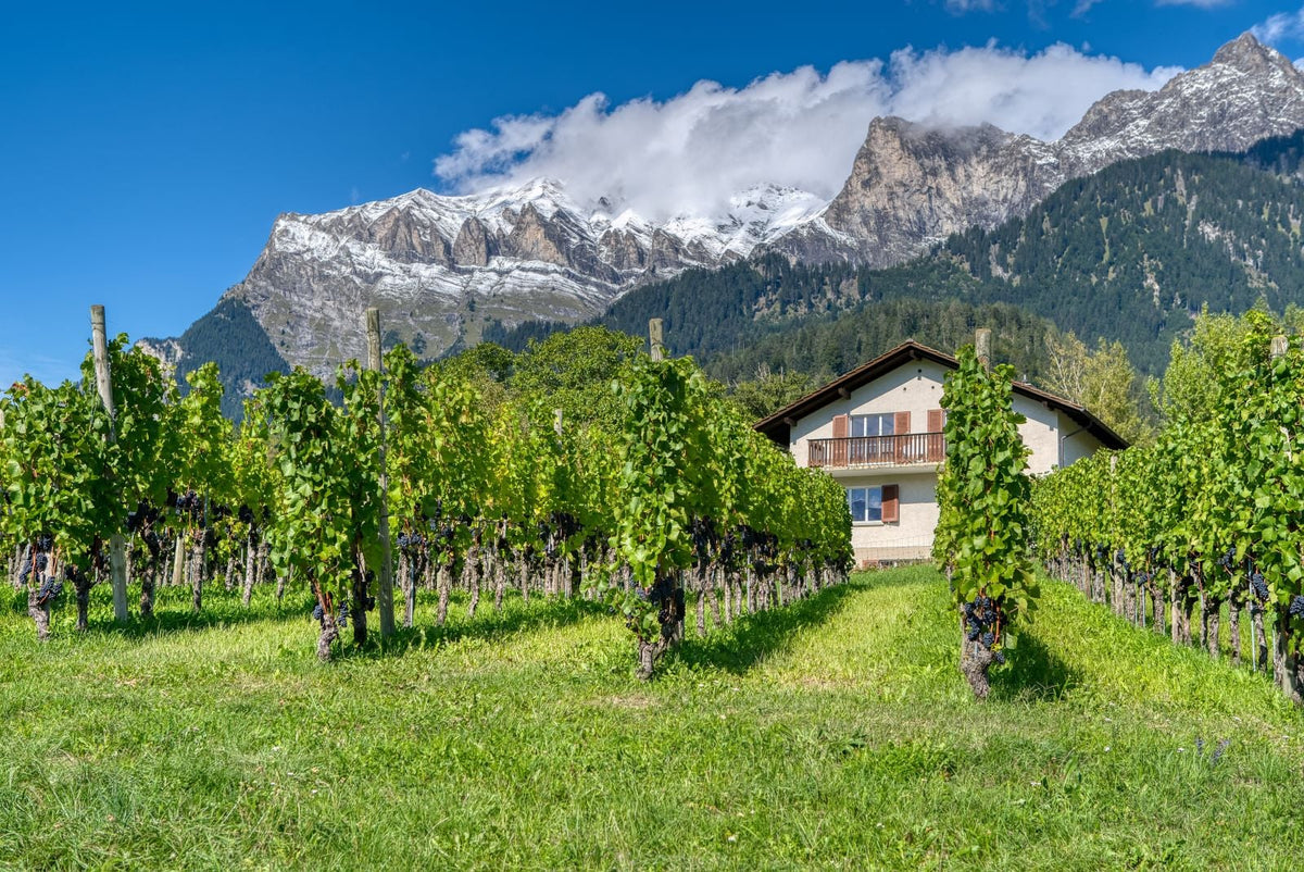 Vineyards and alpine peaks set the scene for FEARRINGTON VILLAGE’s “Wine Class: Summer in the Alps”—an experience evoking the charm of European mountain viticulture.