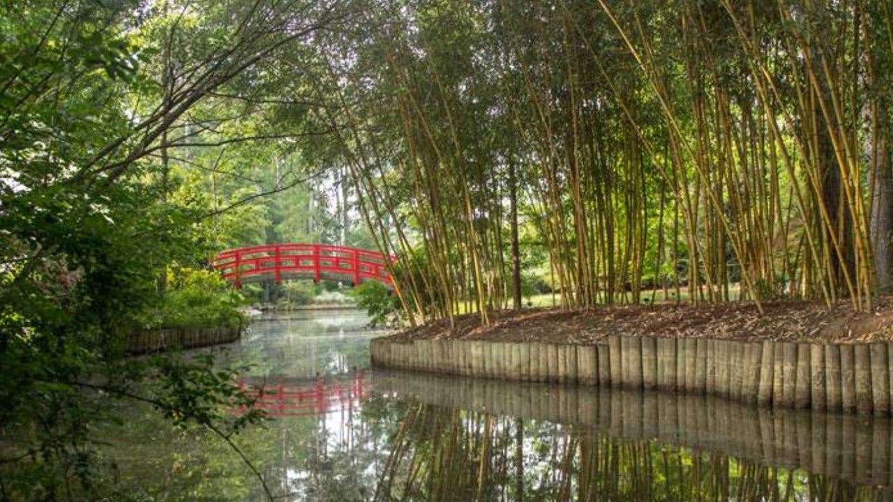 A peaceful garden scene with a red arched bridge crossing over a calm pond, surrounded by tall bamboo and lush green trees reflecting in the water.