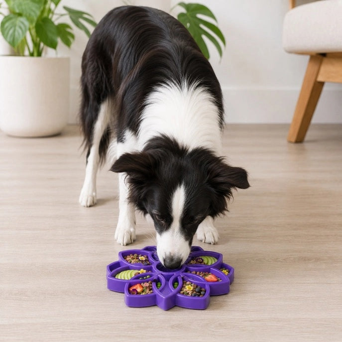 A black and white dog eats treats from a green MANDALA ETRAY SLOW FEEDER ENRICHMENT DOG BOWL by SODA PUP on a light wooden floor in a cozy room with green plants and a beige chair.