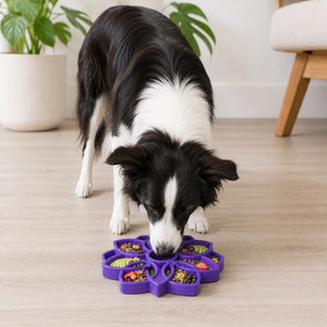 A black and white dog eats treats from a green MANDALA ETRAY SLOW FEEDER ENRICHMENT DOG BOWL by SODA PUP on a light wooden floor in a cozy room with green plants and a beige chair.
