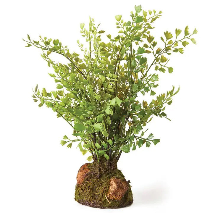 A vibrant and healthy DROP IN MAIDENHAIR FERN 11" from NAPA HOME AND GARDEN, featuring delicate fern-like leaves growing from a lush, moss-covered base. The plant, with its rich green foliage, is displayed against a plain white background and is perfect for interior use only.