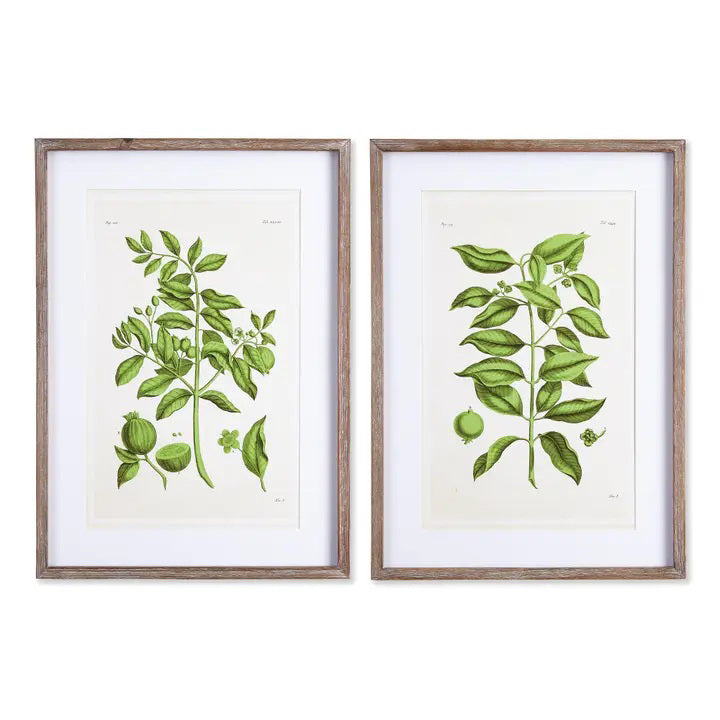 The NAPA HOME AND GARDEN - GUAVA PRINT features detailed botanical illustrations of green leafy plants with fruits and flowers on white backgrounds in simple wooden frames, ideal as elegant wall decor or for a home office.