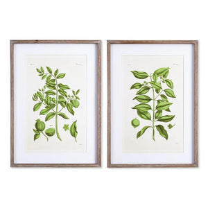 The NAPA HOME AND GARDEN - GUAVA PRINT features detailed botanical illustrations of green leafy plants with fruits and flowers on white backgrounds in simple wooden frames, ideal as elegant wall decor or for a home office.