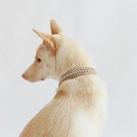 Two LAMBWOLF COLLECTIVE New Jupiter Collars in Moon, size Medium—one in light beige and the other in dark gray—are stacked on a light wooden cabinet against a plain light background. Each collar blends contemporary style with cushioned comfort for your pup.