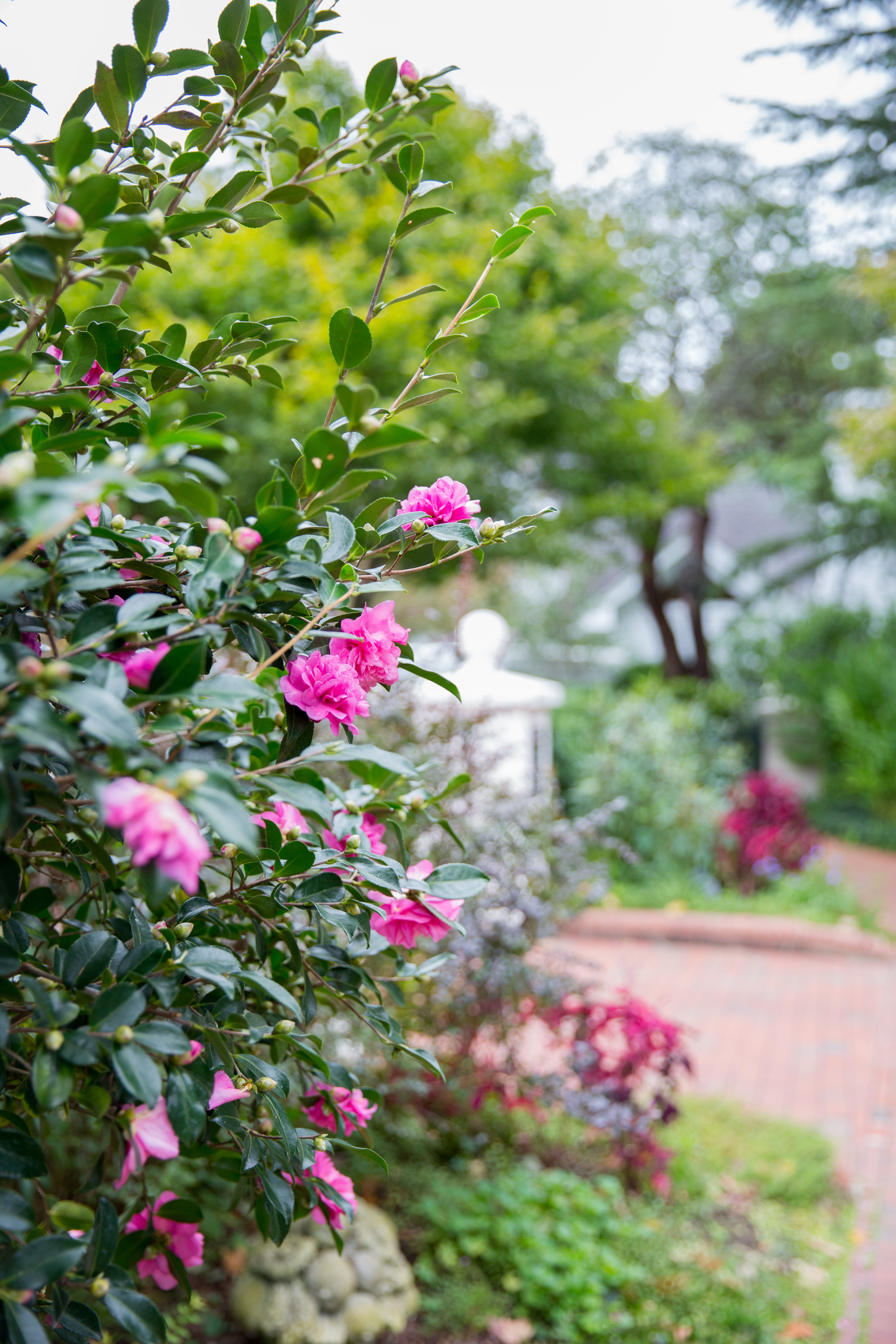A bush with bright pink flowers grows beside a red brick pathway in a garden, with green trees and plants in the background and a white garden ornament partially visible.